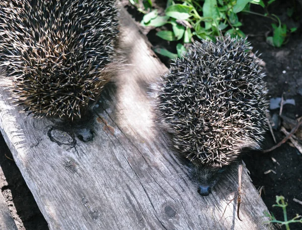 spiny little night hunter hedgehog