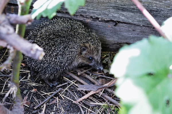 spiny little night hunter hedgehog