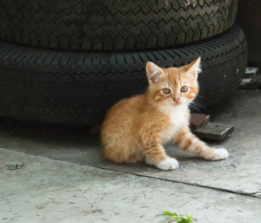 biraz harika zencefil neşeli kedi yavrusu