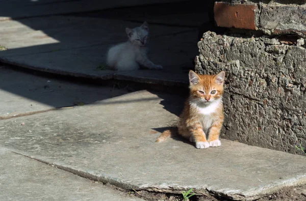 biraz harika zencefil neşeli kedi yavrusu