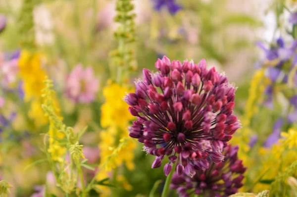 Fleurs Sauvages Été Parfumées Étonnantes — Photo