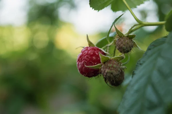 ahududu en sulu ve sağlıklı berry olduğunu