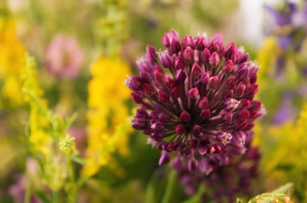 Fleurs Sauvages Été Parfumées Étonnantes — Photo