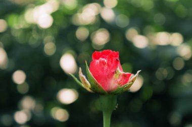 güzel ve ihale pembe gül