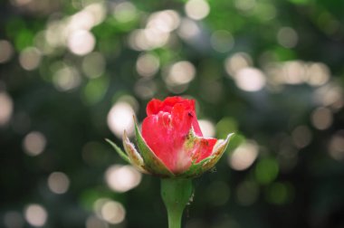 güzel ve ihale pembe gül