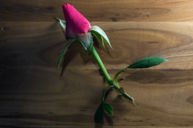 Yalnız pembe gül tomurcuk