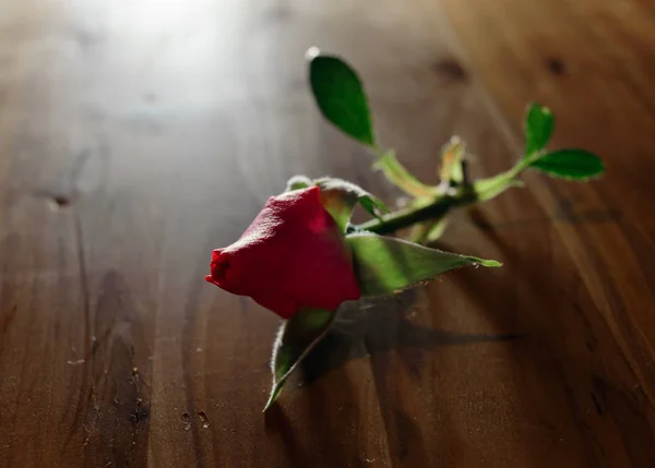 孤独的粉红色玫瑰花蕾 — 图库照片