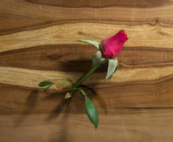 Lonely Pink Rose Bud — Stockfoto