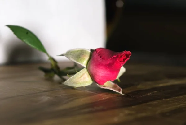 Lonely Pink Rose Bud — Stockfoto