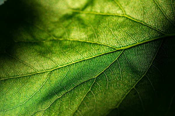 green leaf structure and lines