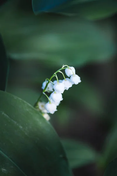 Lily Vincent Flower — стоковое фото