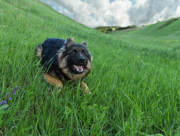 Neşeli ve neşeli Alman çoban köpeği.