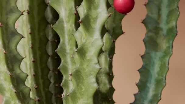 Женщина украшает каткус, как рождественскую елку — стоковое видео