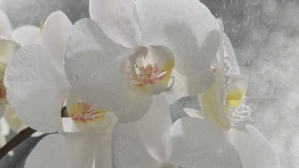 El primer plano de las orquídeas de flor, cubiertas por las gotas de agua. Caída de gotas de agua en cámara lenta desde 120 fps — Vídeos de Stock