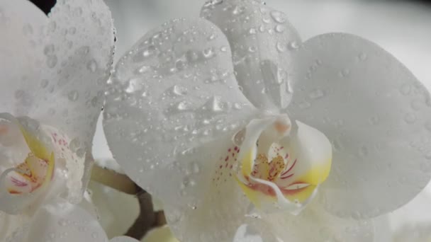 El primer plano de las orquídeas de flor, cubiertas por las gotas de agua. Caída de gotas de agua en cámara lenta desde 120 fps — Vídeo de stock