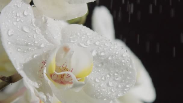 Nahaufnahme einer blühenden Orchidee, die von Wassertropfen bedeckt ist. fallende Wassertropfen Zeitlupe ab 120 fps — Stockvideo