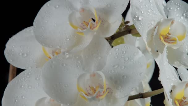 El primer plano de las orquídeas de flor, cubiertas por las gotas de agua. Caída de gotas de agua en cámara lenta desde 120 fps — Vídeo de stock