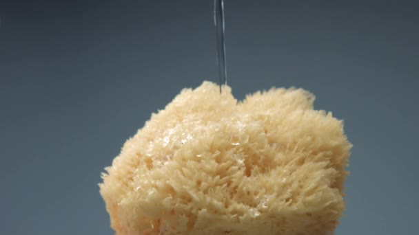 Přírodní koupelová houba a voda, která na ní nalévá pomalý pohyb z 60 fps — Stock video