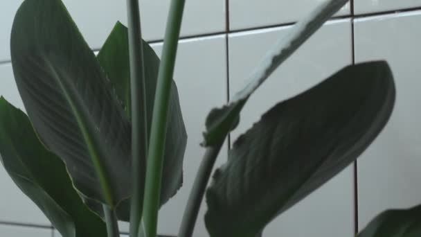 Inclinar la cámara dolly de planta disparó Strelitzia planta en casa a la luz del día — Vídeo de stock