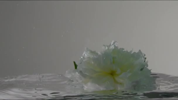 Fleur de pivoine blanche immergée dans l'eau et se déplace sous l'eau — Video