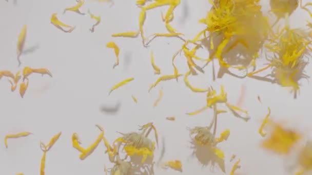 Movimento lento caindo flores amarelas secas para mesa branca. Vista superior — Vídeo de Stock
