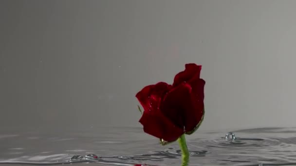 Rosa rossa che si muove sott'acqua con bolle d'aria galleggianti al rallentatore — Video Stock