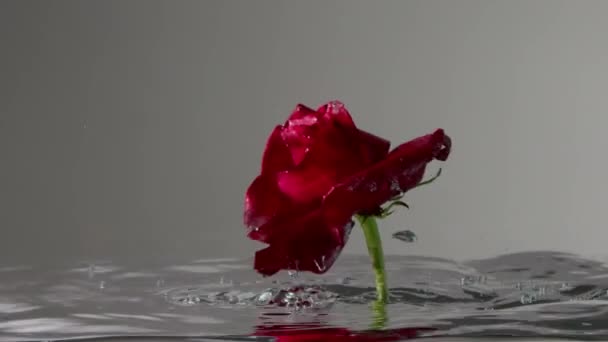 Vista subacquea al rallentatore della rosa rossa che si muove e rotola — Video Stock