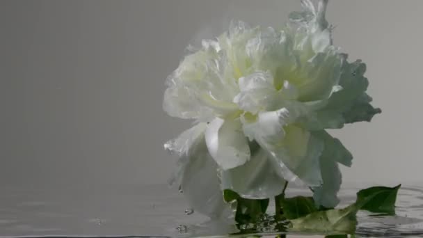 Flor de peonía blanca sumergida en el agua y se mueve bajo el agua Peonía ilusión floreciente — Vídeos de Stock