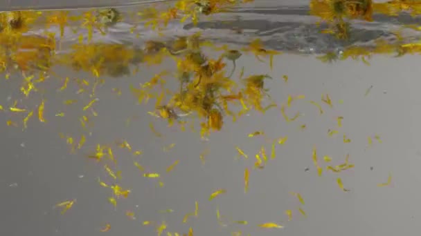 Vue sous-marine femelle main pousser calendula yeallow fleurs sèches dans l'eau — Video