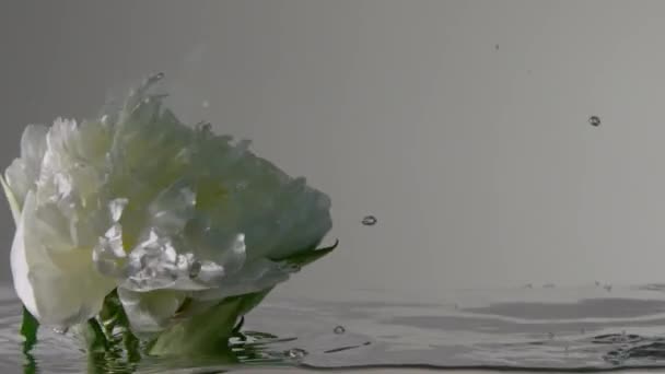 Vue sous-marine des mouvements de pivoine blanche avec bulles d'air — Video