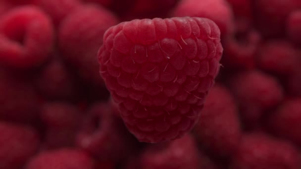 Closeup of raspberry rotating and falling to raaspberry background — Stock Video