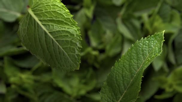 Vista dall'alto delle due foglie di menta che cadono verso lo sfondo delle foglie di menta — Video Stock