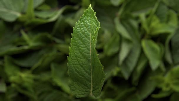 Vista superior da folha de hortelã caindo em direção ao fundo de folhas de hortelã — Vídeo de Stock