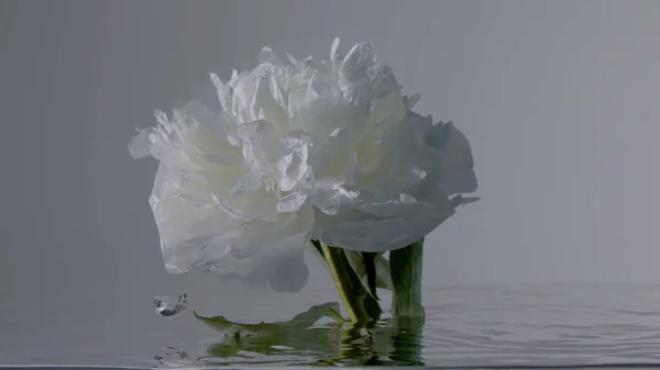 Fleur de pivoine blanche immergée dans l'eau et se déplace — Photo