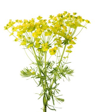Cypress beyaz arka plan üzerinde izole spurge (Euphorbia cyparissias)