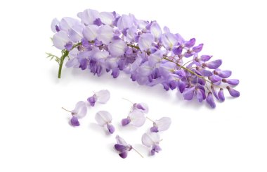 Wisteria flowers isolated on white background clipart