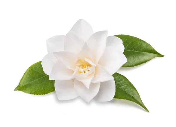 Camélia Fleur Avec Des Feuilles Isolées Sur Blanc — Photo
