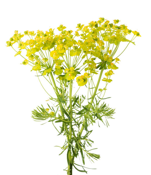 Cypress spurge (Euphorbia cyparissias) на белом фоне
