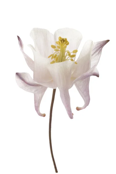 Aquilegia Vulgaris European Columbine Isolated White Background — Stock Photo, Image