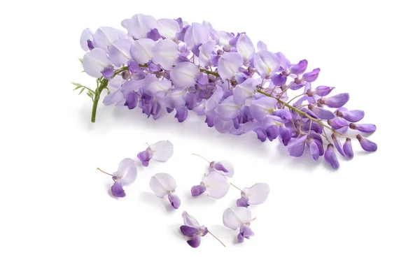 在白色背景上被隔离的紫藤花 — 图库照片
