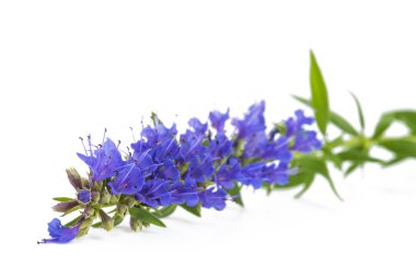 Beyaz arka plan üzerinde izole hyssop(Hyssopus officinalis) çiçek