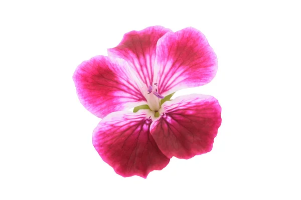 Geranium Květu Izolovaných Bílém Pozadí — Stock fotografie