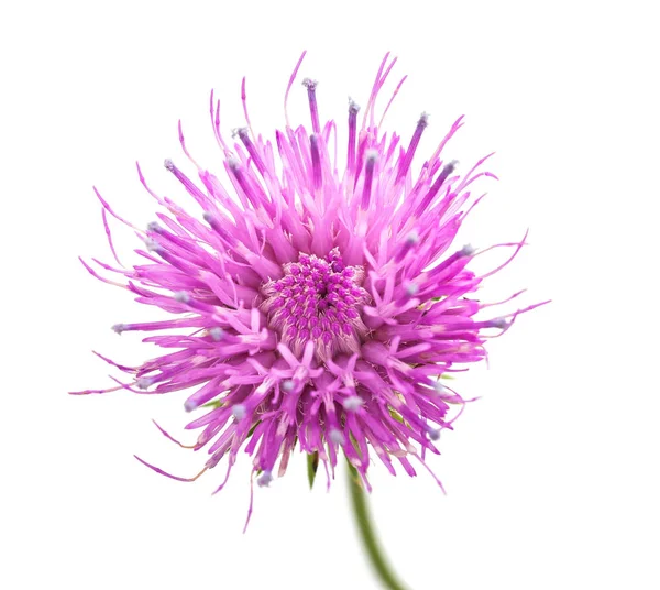 Thistle Flower Isolated White Background — Stock Photo, Image