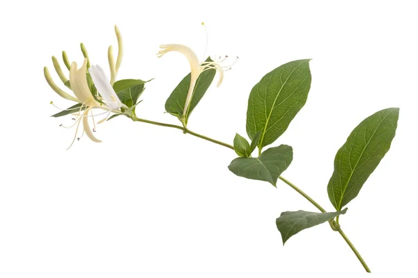 Caprifoglio Con Fiori Foglie Isolate Sfondo Bianco — Foto Stock