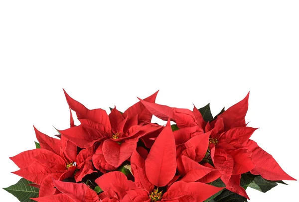 Fiori Poinsettia Isolati Sfondo Bianco — Foto Stock