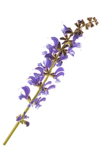 Veldsalie Salvia Pratensis Geïsoleerd Wit — Stockfoto