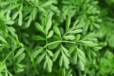 Yeşil Herb Grace (Ruta graveolens) bitki 