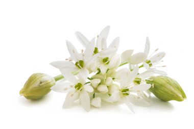 wild garlic flowers isolated on white background clipart