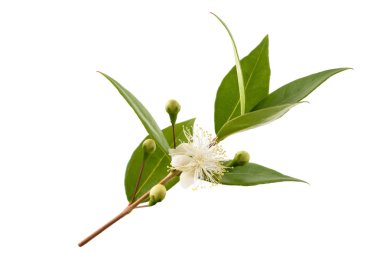 common myrtle branch with flowers isolated on white clipart