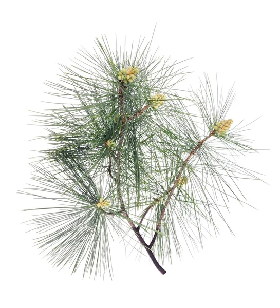 Swiss Stone Pine Branch Isolated White — Stock Photo, Image